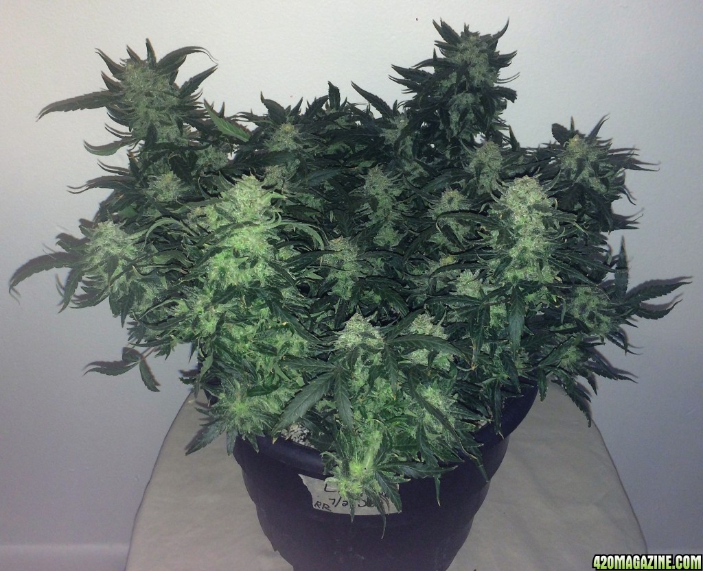 Lemon2 OG  Haze Week 13 Flowering Day 43