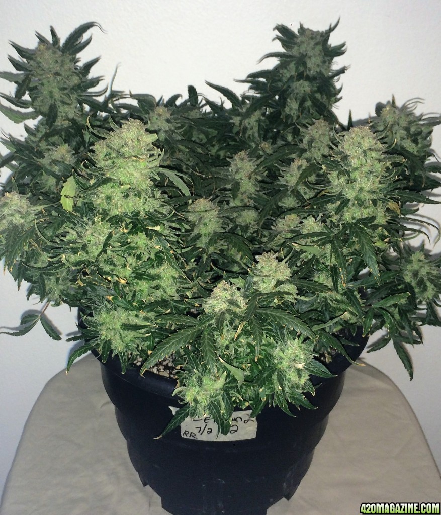 Lemon2 OG Haze Week 14 Flowering Day 50