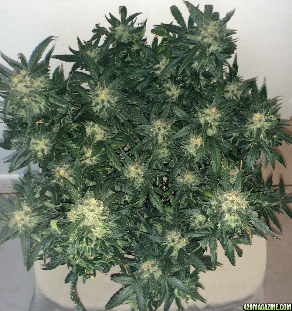 Lemon2 OG Haze Week 14 Flowering Day 50