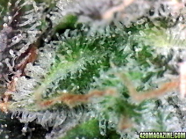 Lemon2 OG Haze Week 14 Flowering Day 52 Harvest Trichomes