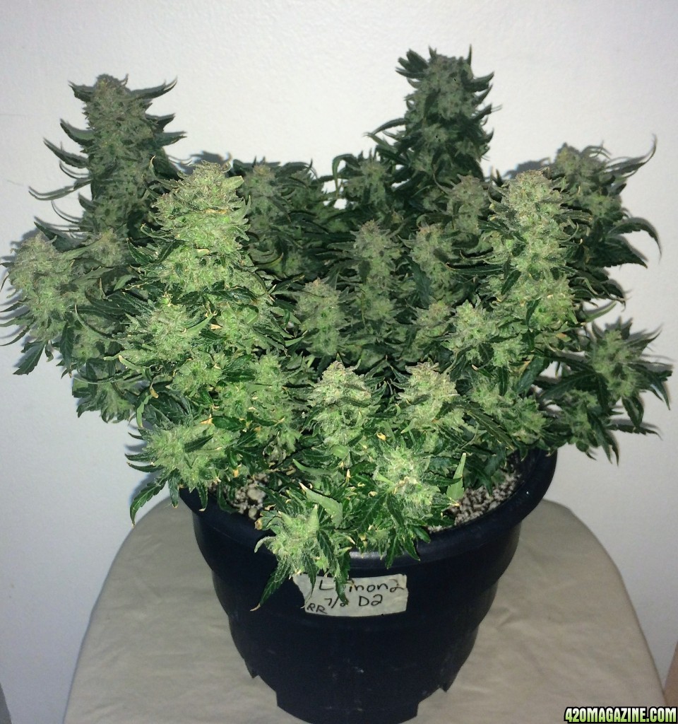 Lemon2 OG Haze Week 14 Flowering Day 52 Staggered Harvest