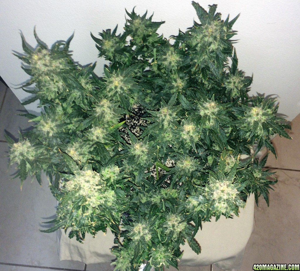 Lemon2 OG Haze Week 14 Flowering Day 52 Staggered Harvest