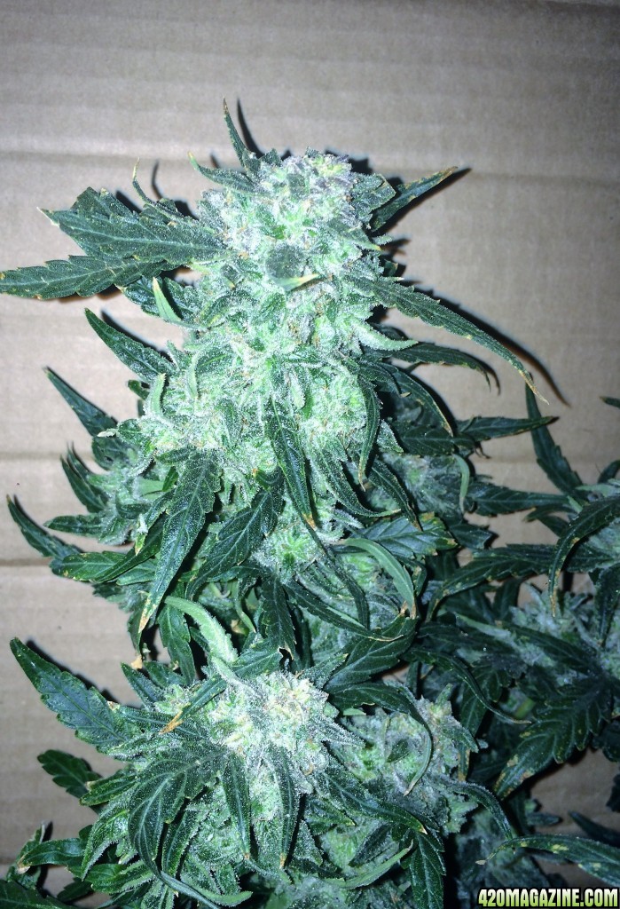 Lemon2 OG Haze Week 14 Flowering Day 52 Staggered Harvest