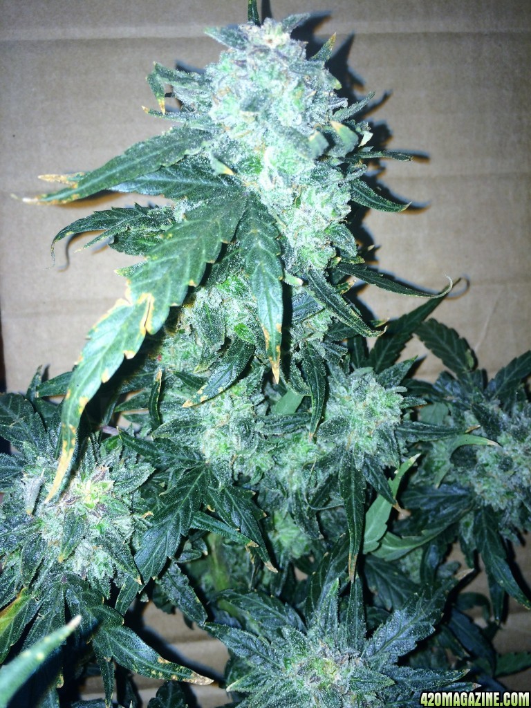 Lemon2 OG Haze Week 14 Flowering Day 52 Staggered Harvest