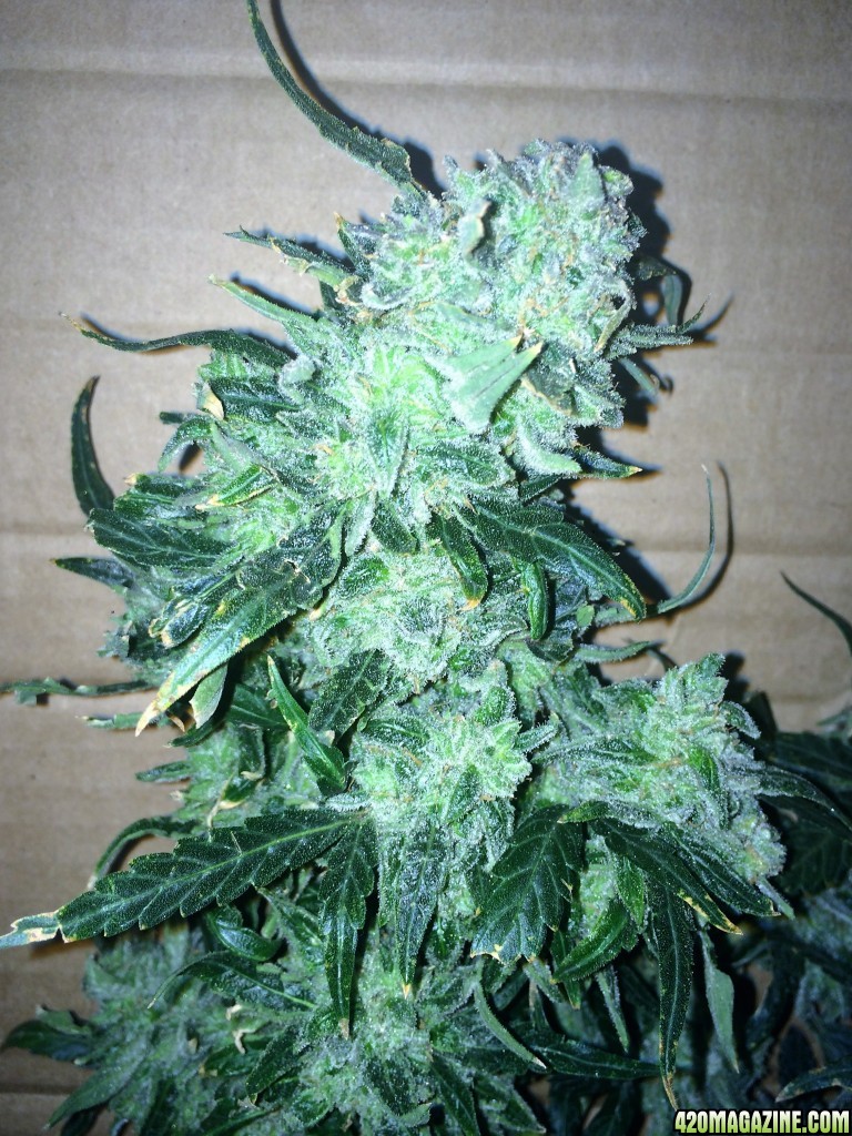 Lemon2 OG Haze Week 14 Flowering Day 52 Staggered Harvest