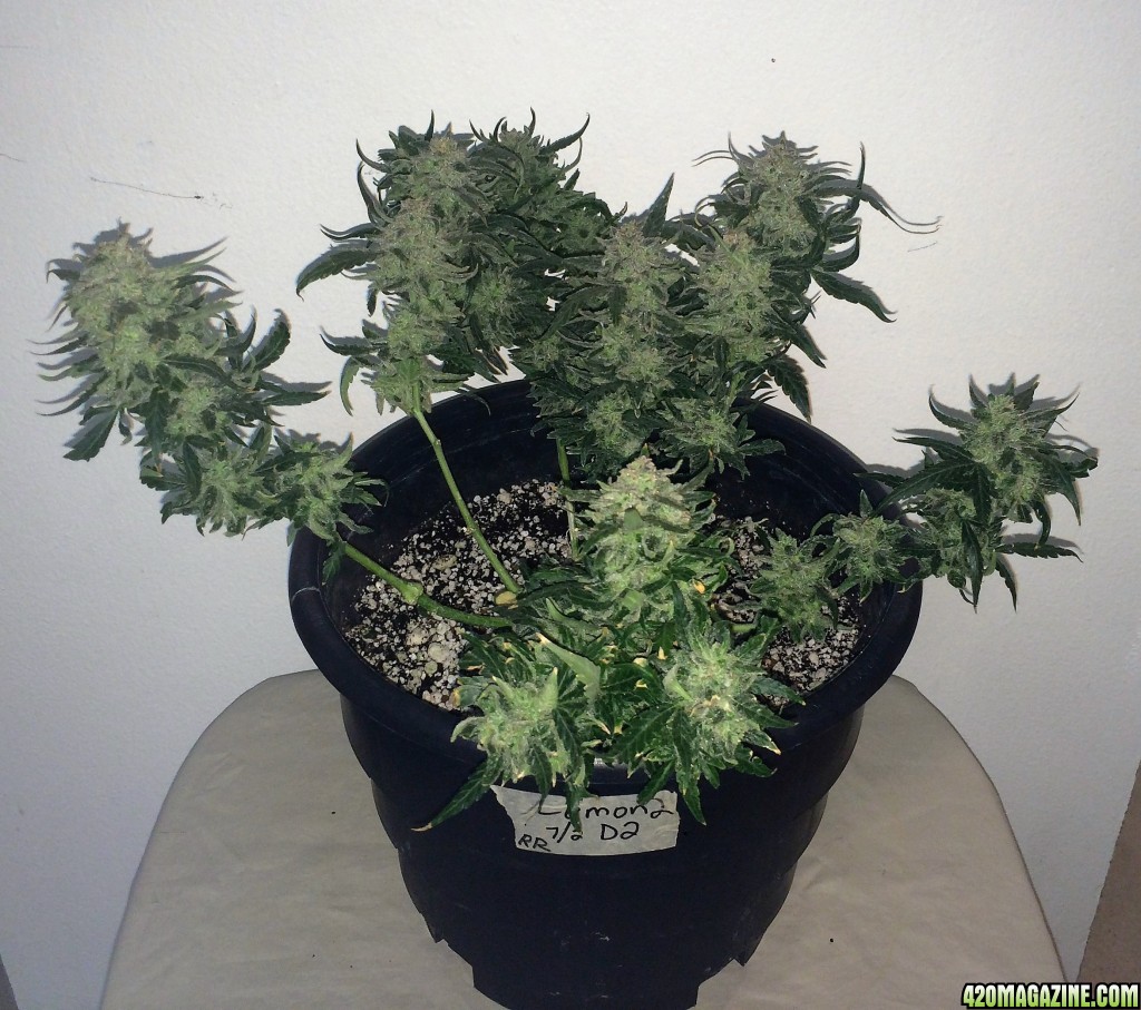 Lemon2 OG Haze Week 14 Flowering Day 52 Staggered Harvest