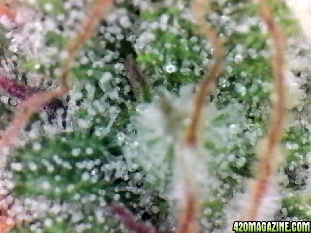 Lemon2 OG Haze Week 15 Flowering Day 57 trichomes