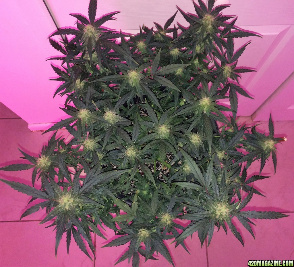 Lemon2 OG Haze Week 9 Flowering Day 16