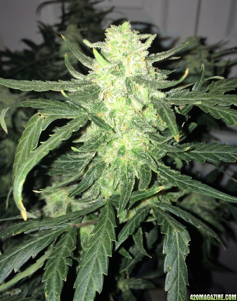 Lemon2 OG Haze WK11 FD29