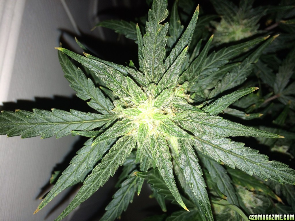 Lemon2 OG Haze WK11 FD29