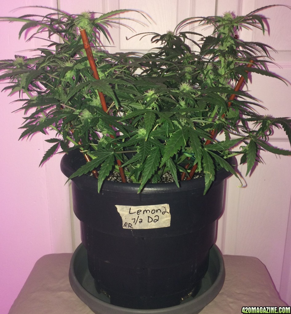 Lemon2 OG Haze Wk8 Flwr9