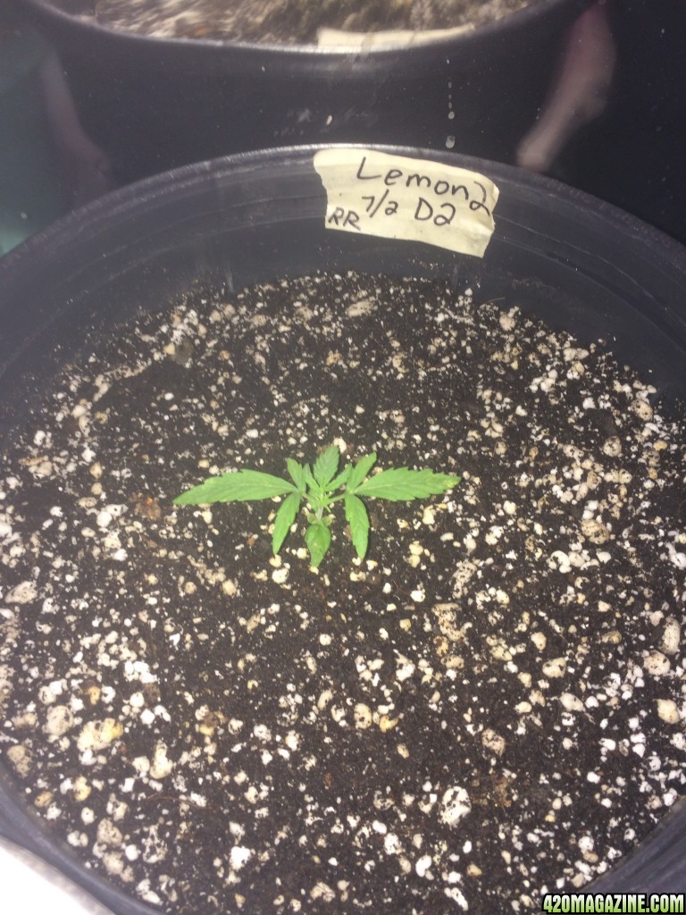 Lemon2 Veg Stage Week 2