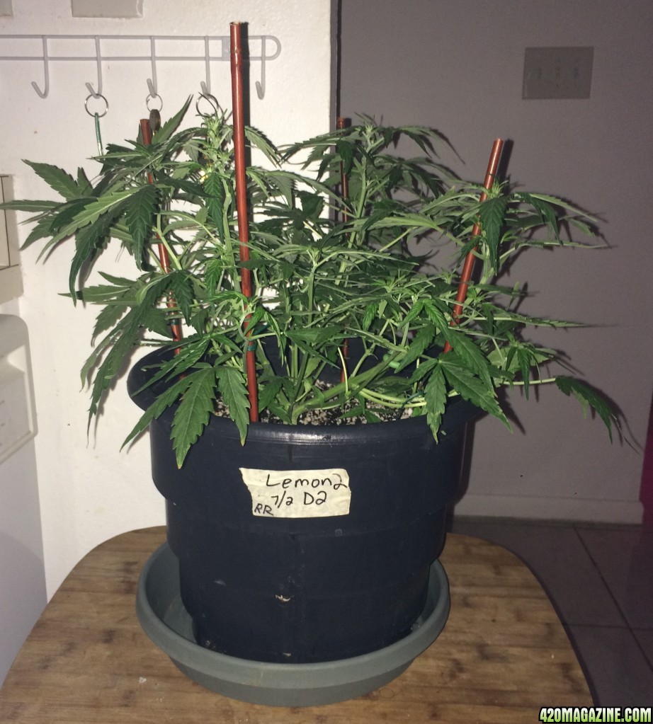 Lemon2 Week6