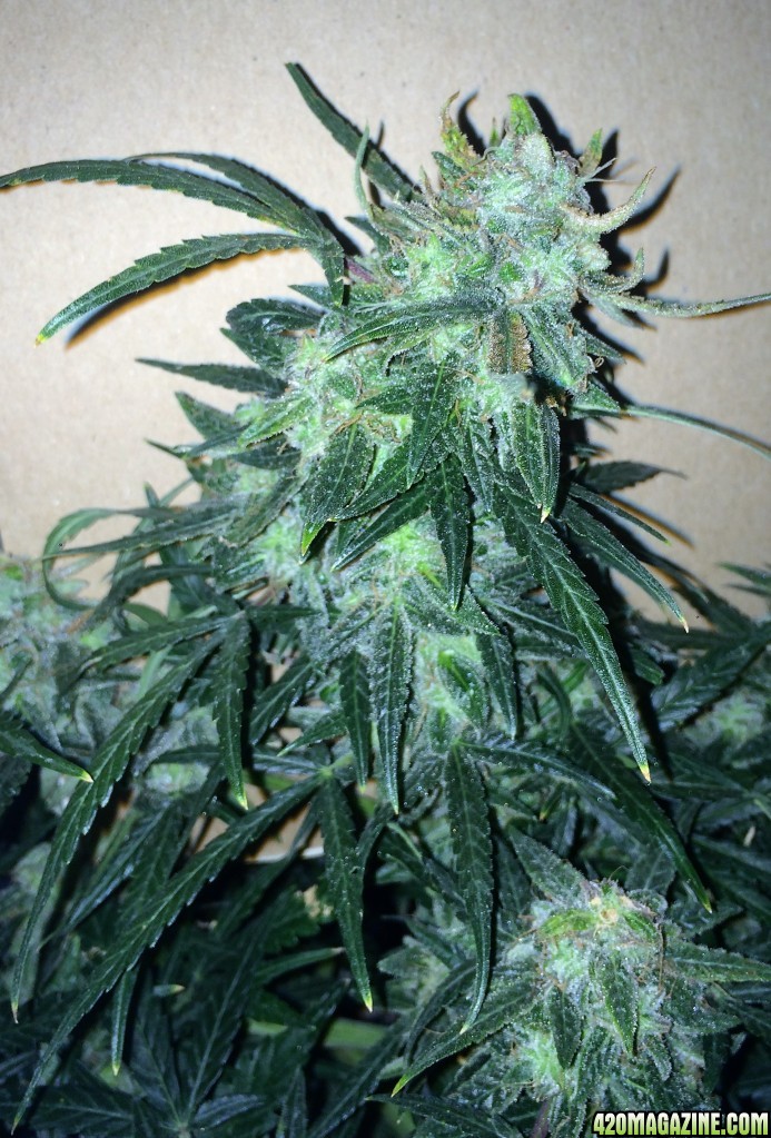 Lemon3 OG Haze Week 12 Flowering Day 42