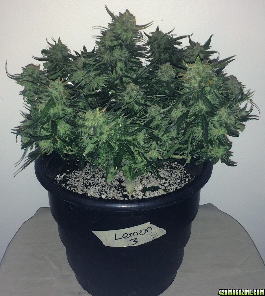 Lemon3 OG  Haze Week 13 Flowering Day 49