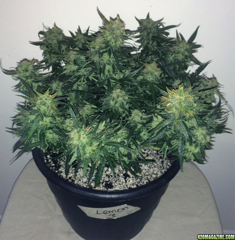 Lemon3 OG  Haze Week 13 Flowering Day 49