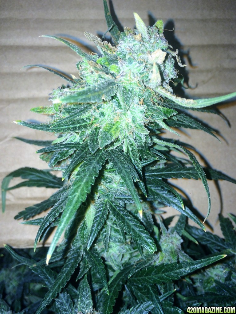 Lemon3 OG  Haze Week 13 Flowering Day 49