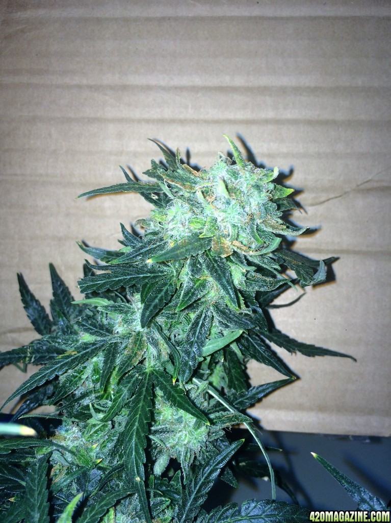 Lemon3 OG  Haze Week 13 Flowering Day 49