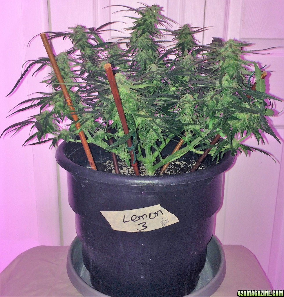 Lemon3 OG Haze Week 9 Flowering Day 29