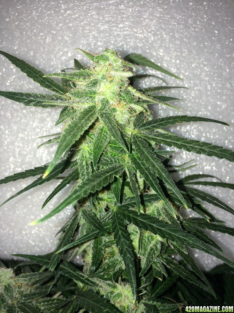 Lemon3 OG Haze WK10 FD29