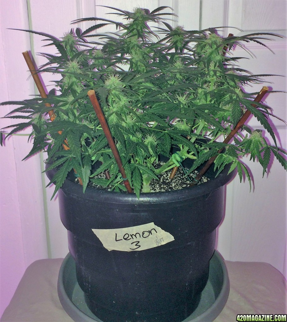 Lemon3 OG Haze Wk8 Flwr22