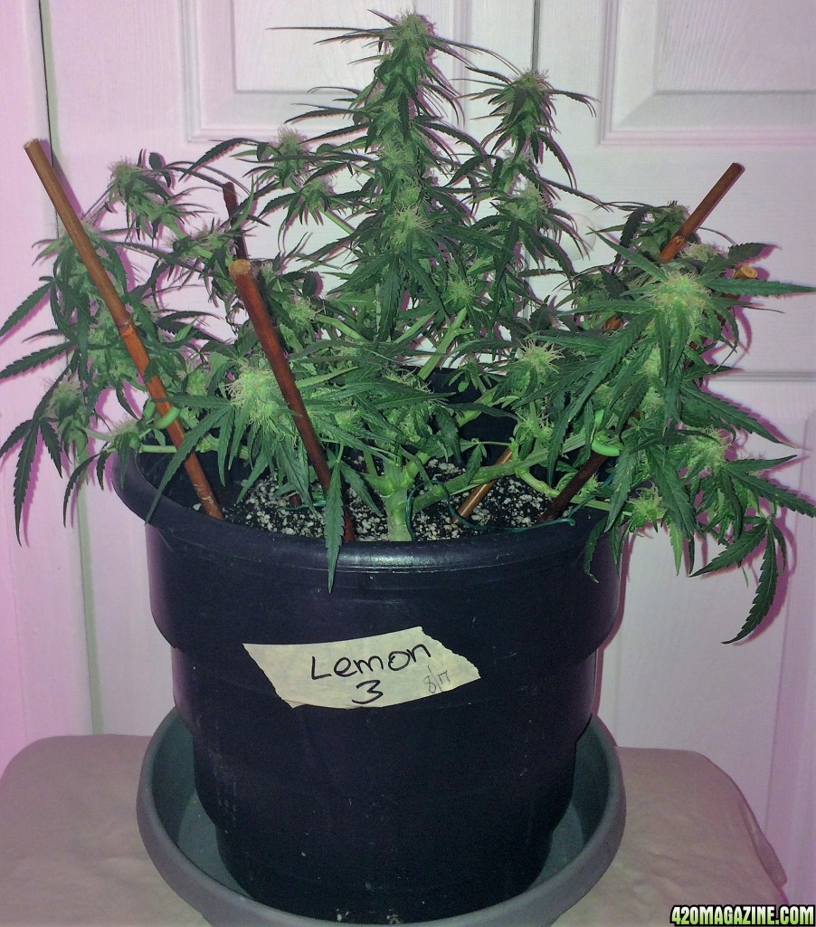 Lemon3 OG Haze Wk8 Flwr22