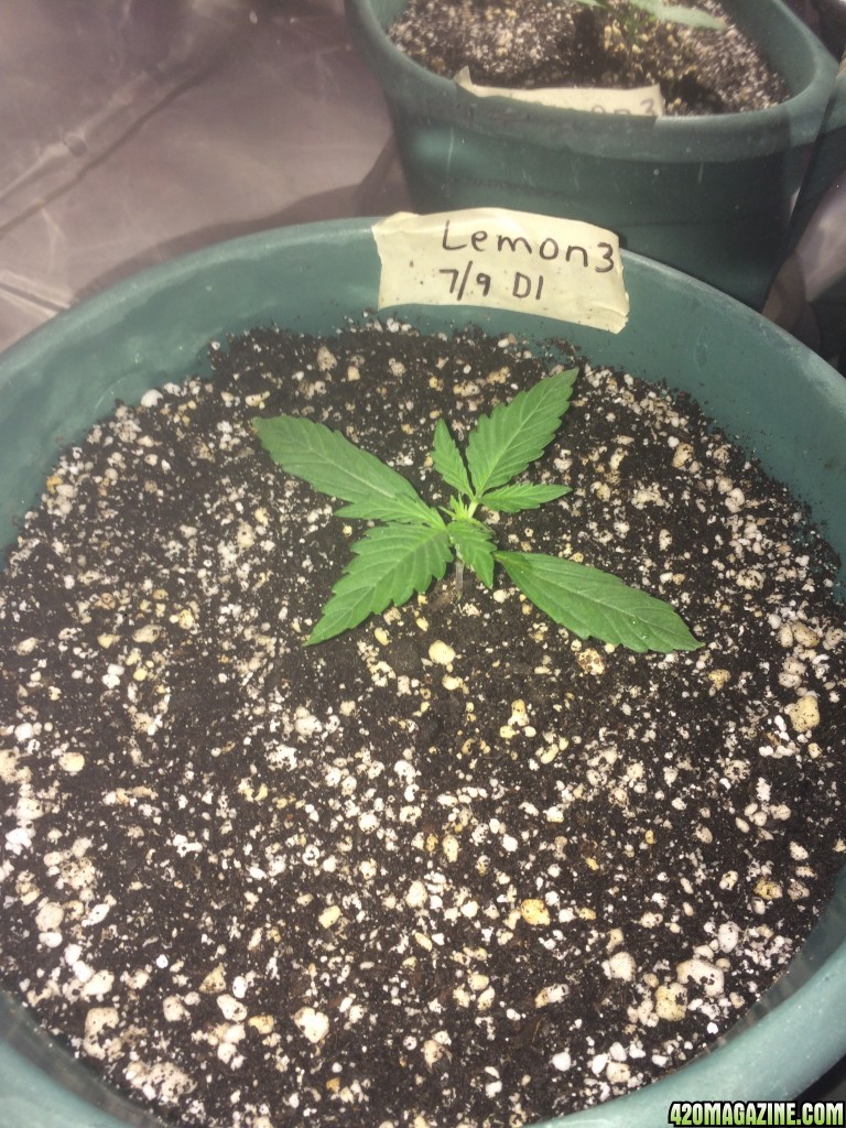 Lemon3 Veg Stage Week 2