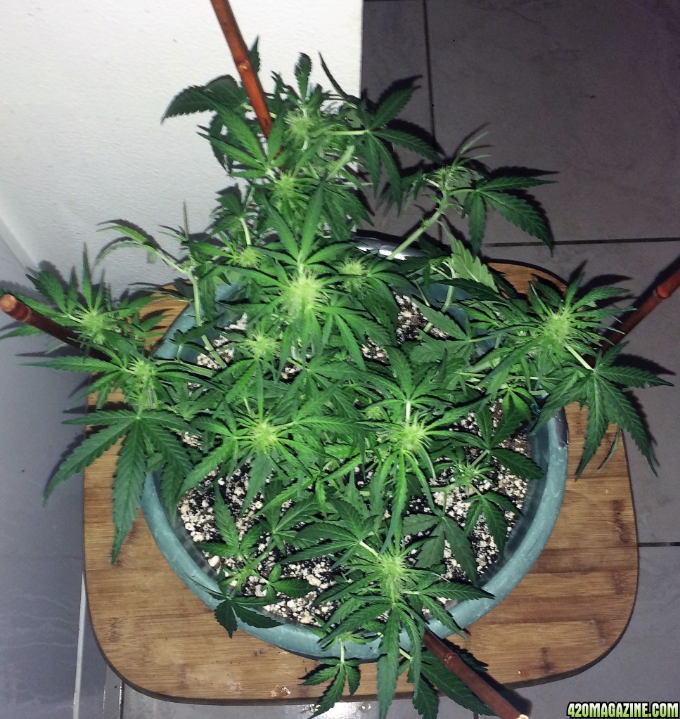 Lemon3 Week6 Flowering Day 7