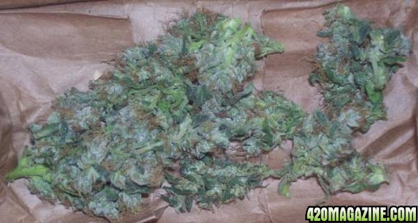 lemon_skunk_bud_drying