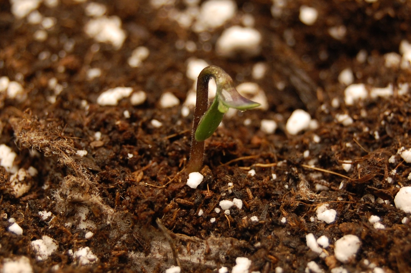 lemongrass-seedling.JPG