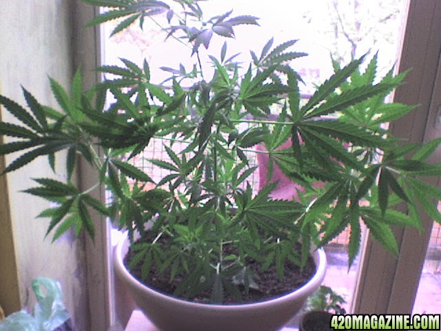 LemonSkunk 10 wks. GH