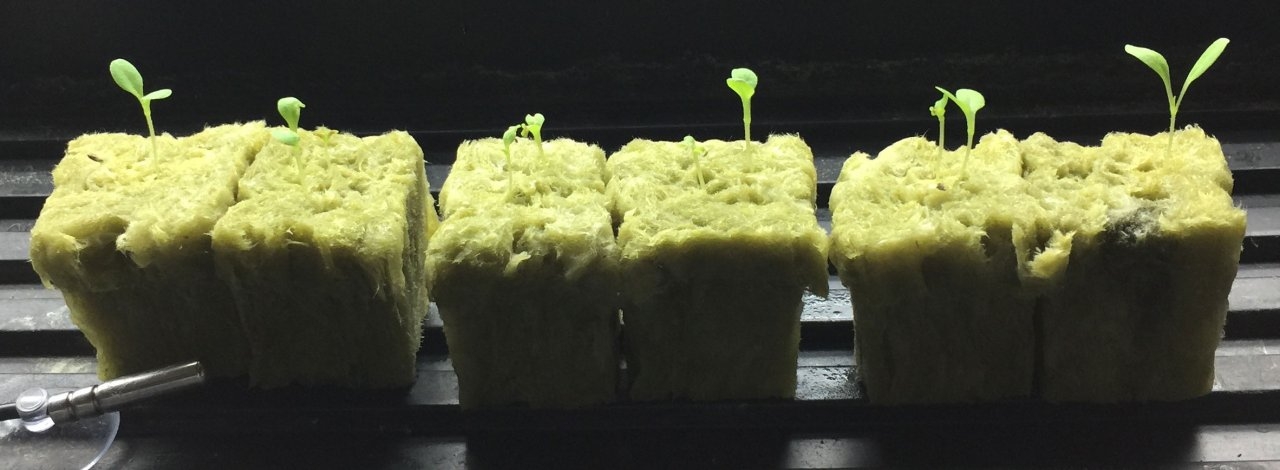 lettuceseedlings.JPG