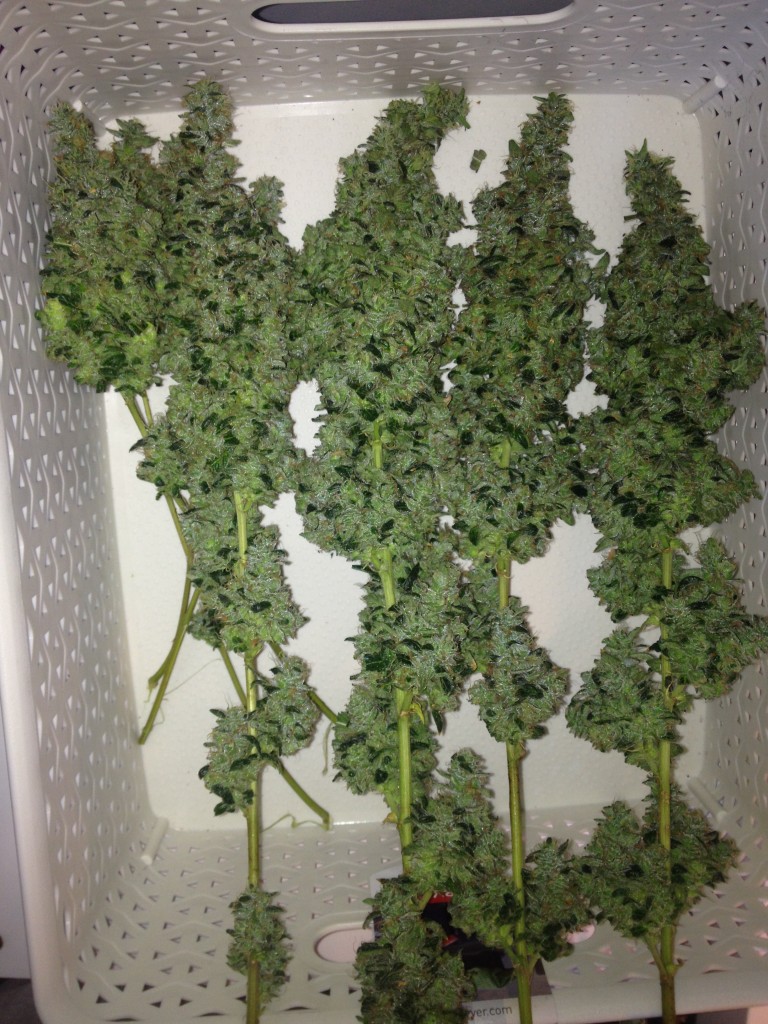 Liberty haze harvest