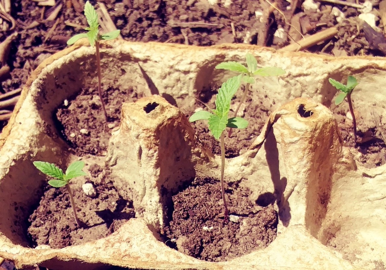 liftoff-bonsai-remembrancegro.jpg