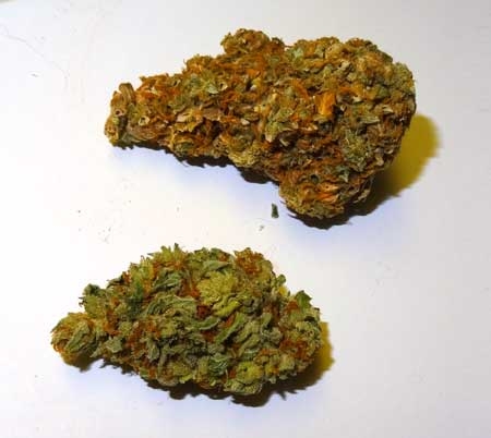 light-burn-bud-top-regular-bud-bottom-sm.jpg