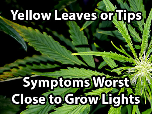 light-burn-cannabis-1.jpg