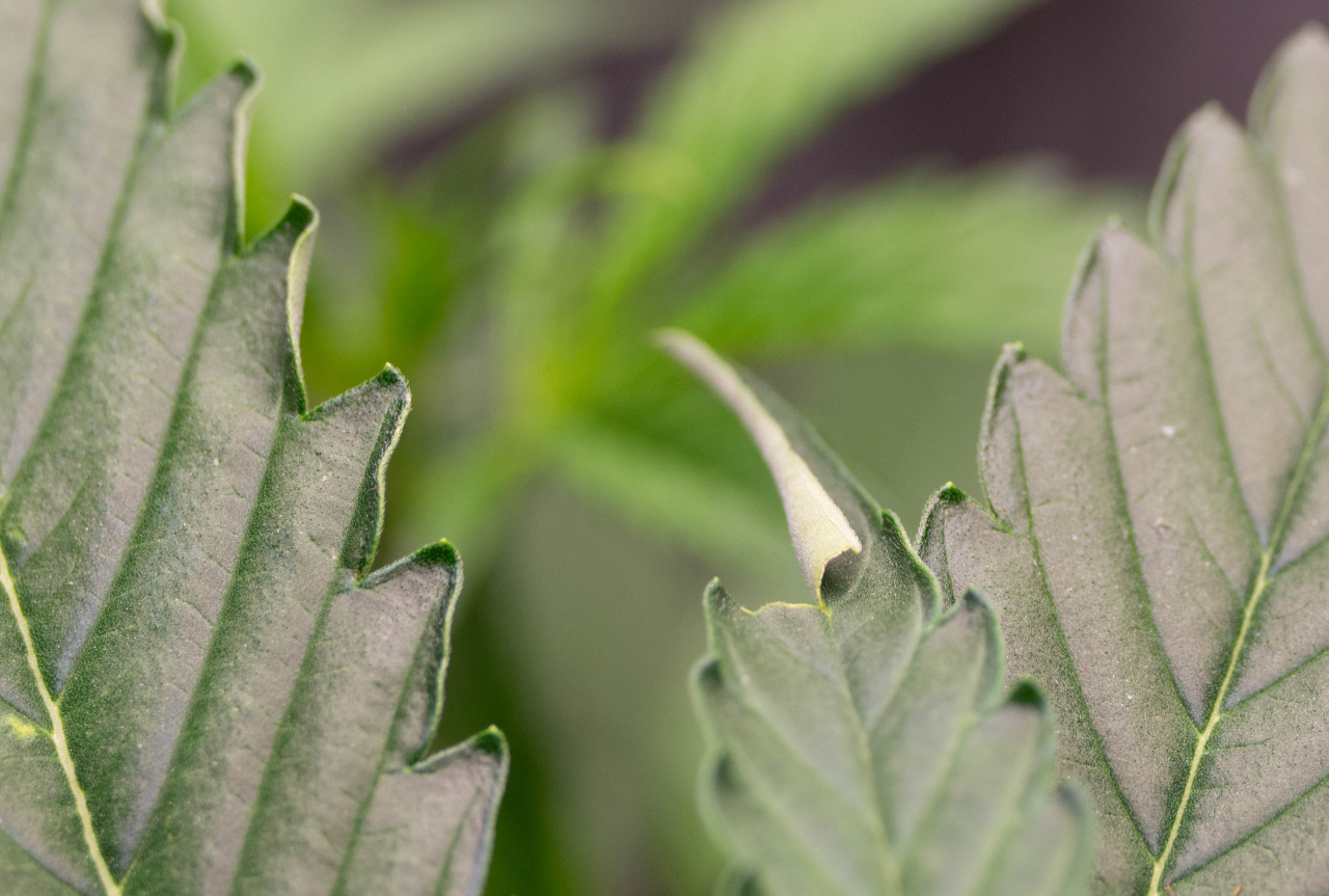 Light or heat stress leaf curling at edges.jpg