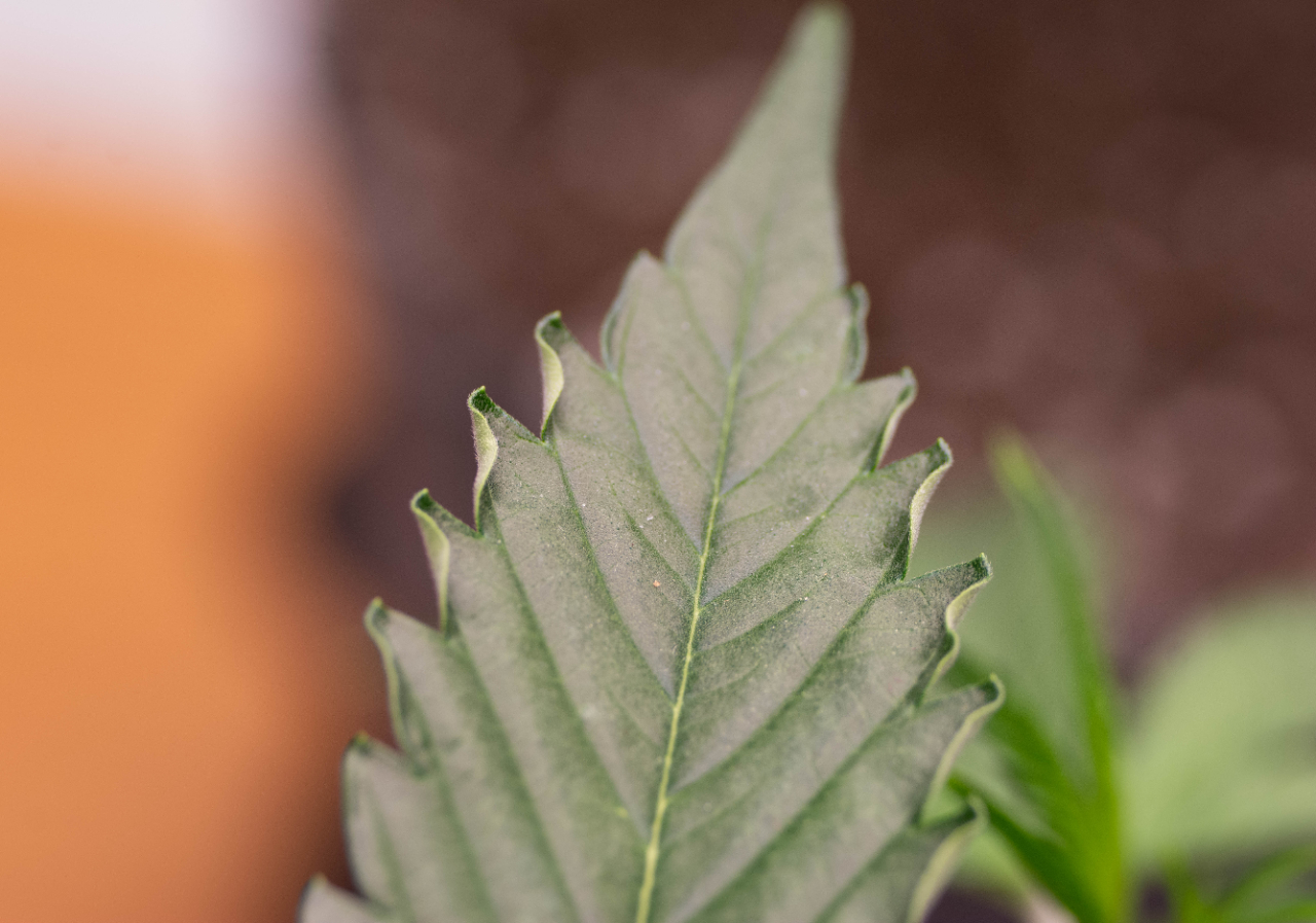 Light or heat stress leaf curling.jpg