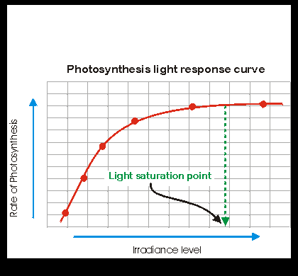 Light Saturation Response Curve-Plant Physiology