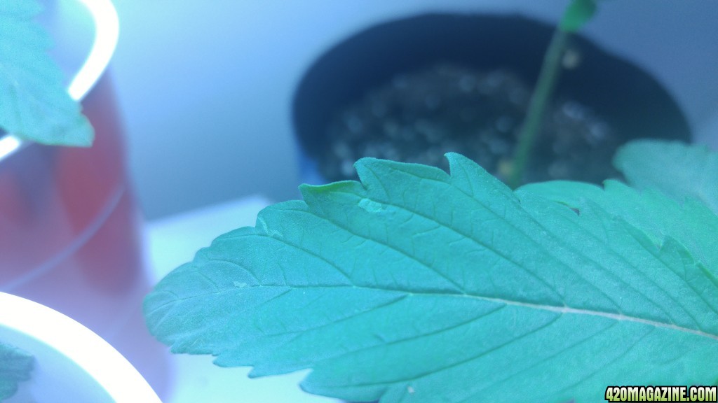 light (washed out) spots on leaves