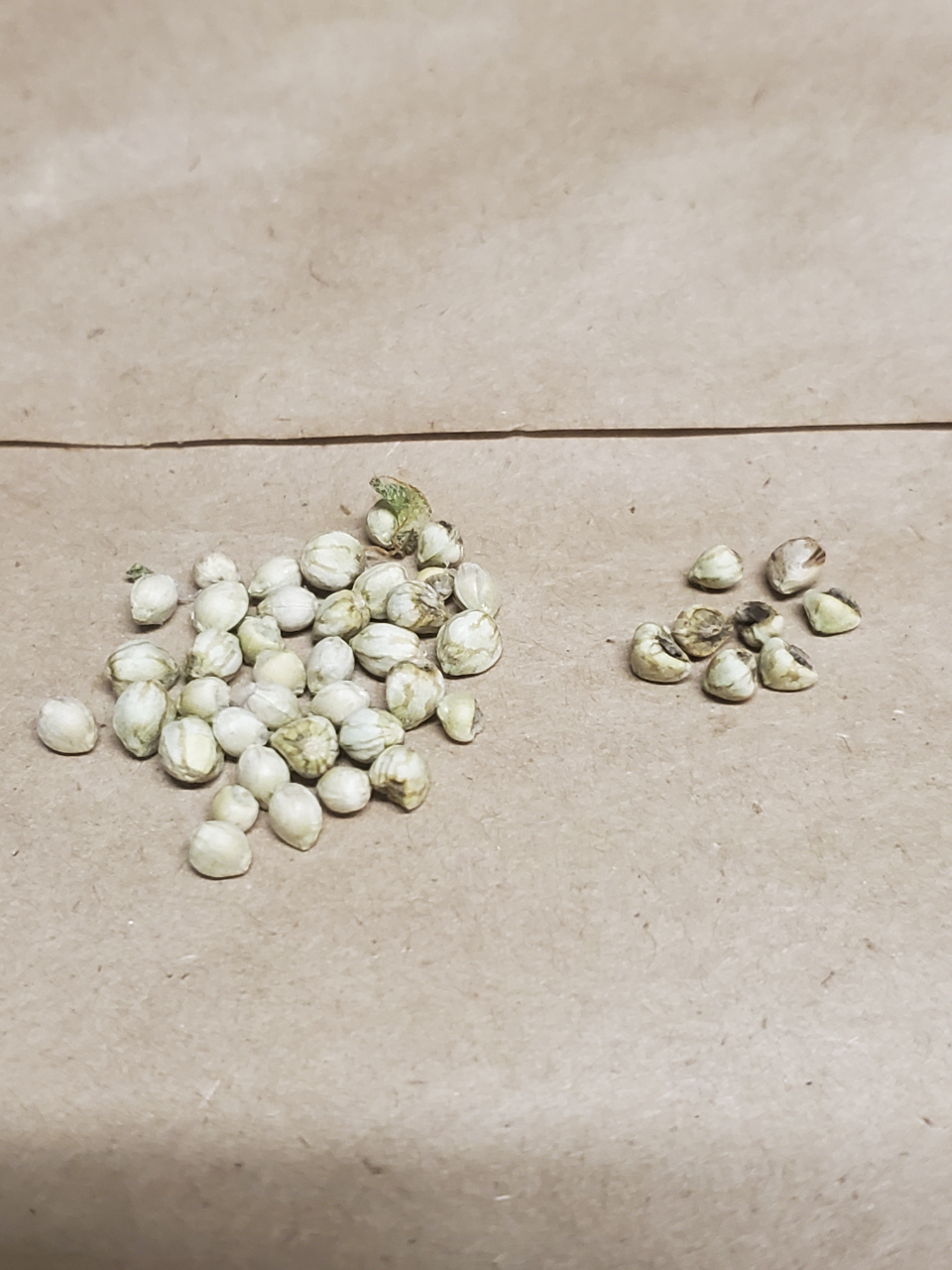 light white seeds.jpg