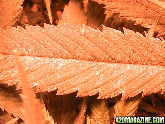 light yellow spots on fan leaves