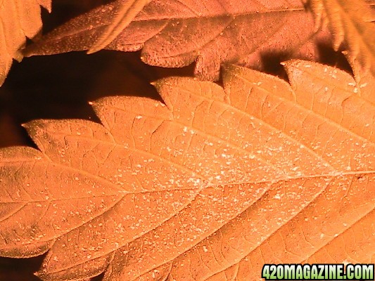 light yellow spots on fan leaves