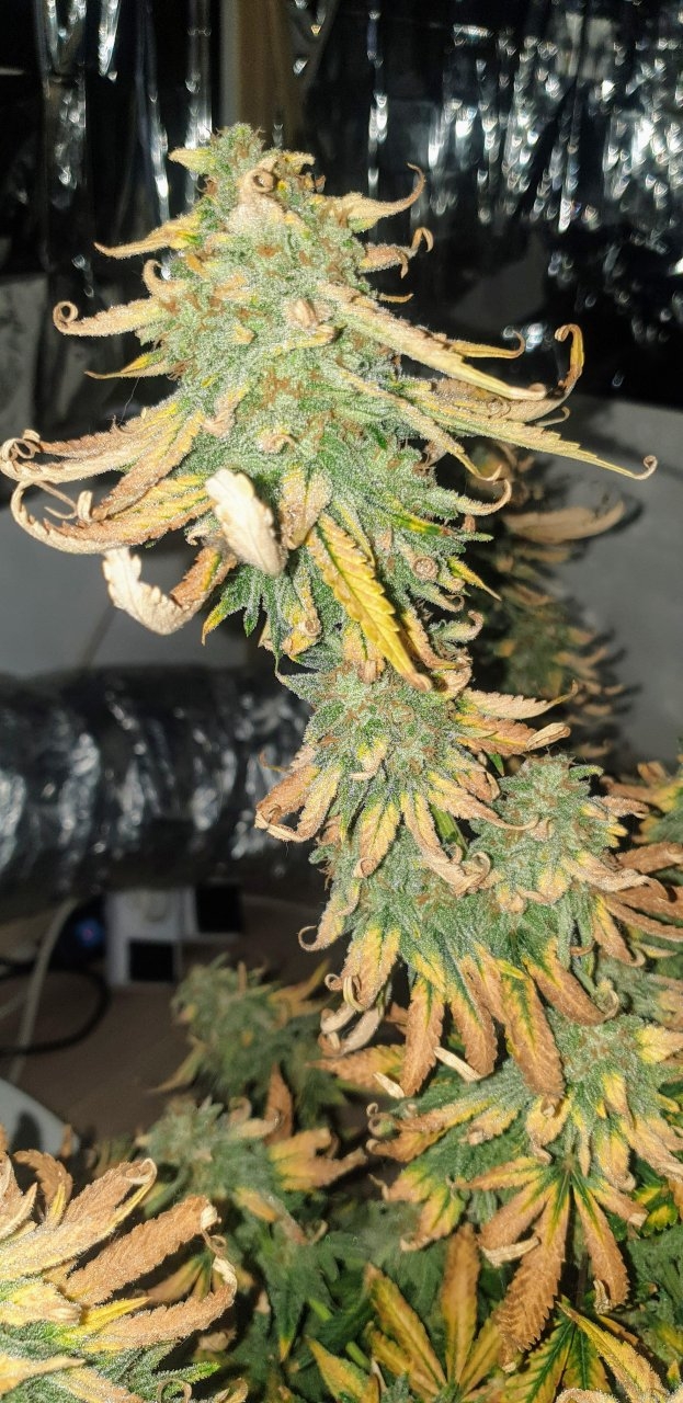 Lil girl ready to be harvested
