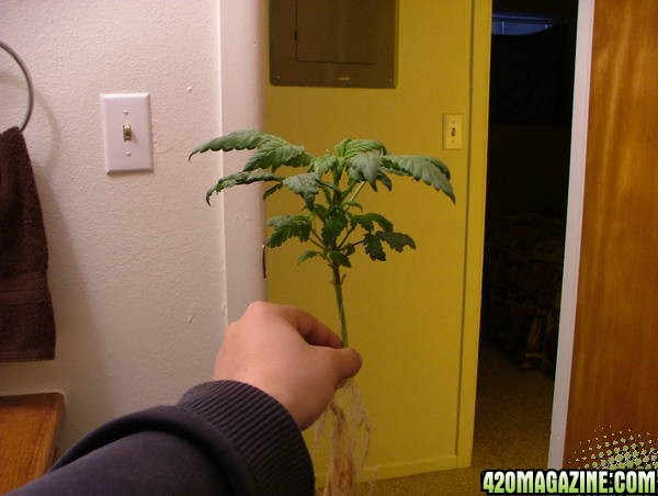 Lil_Plant