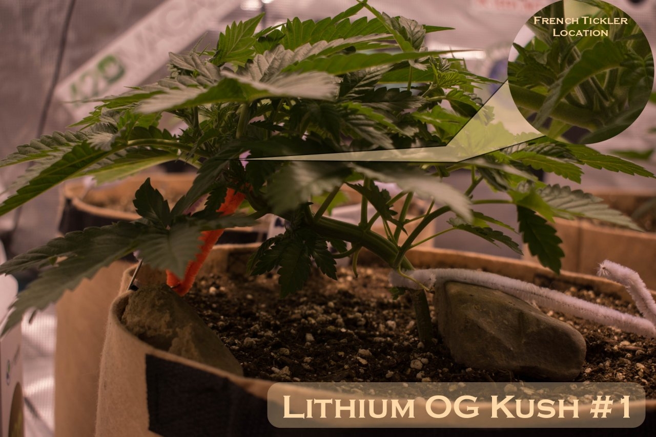 Lithium OG Kush #1