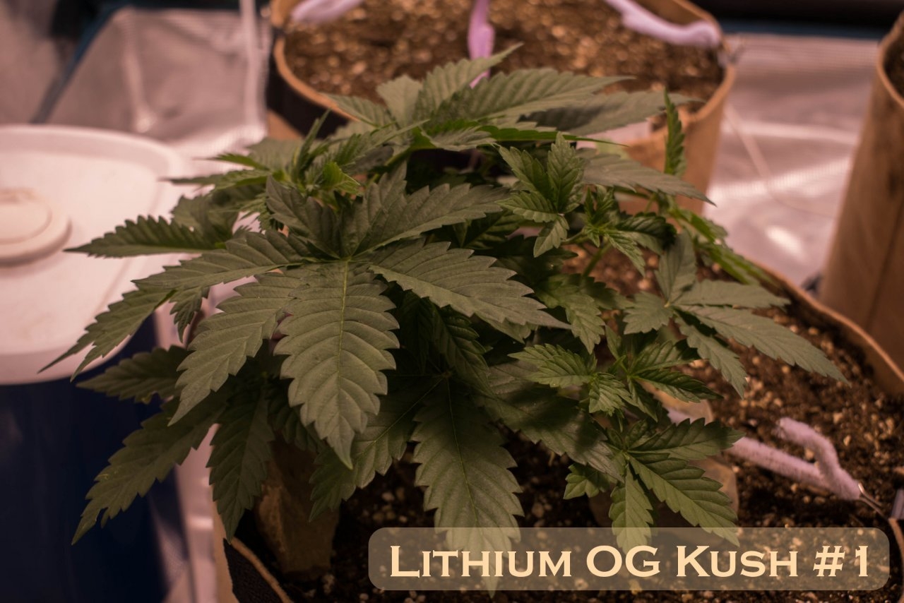 Lithium OG Kush #1