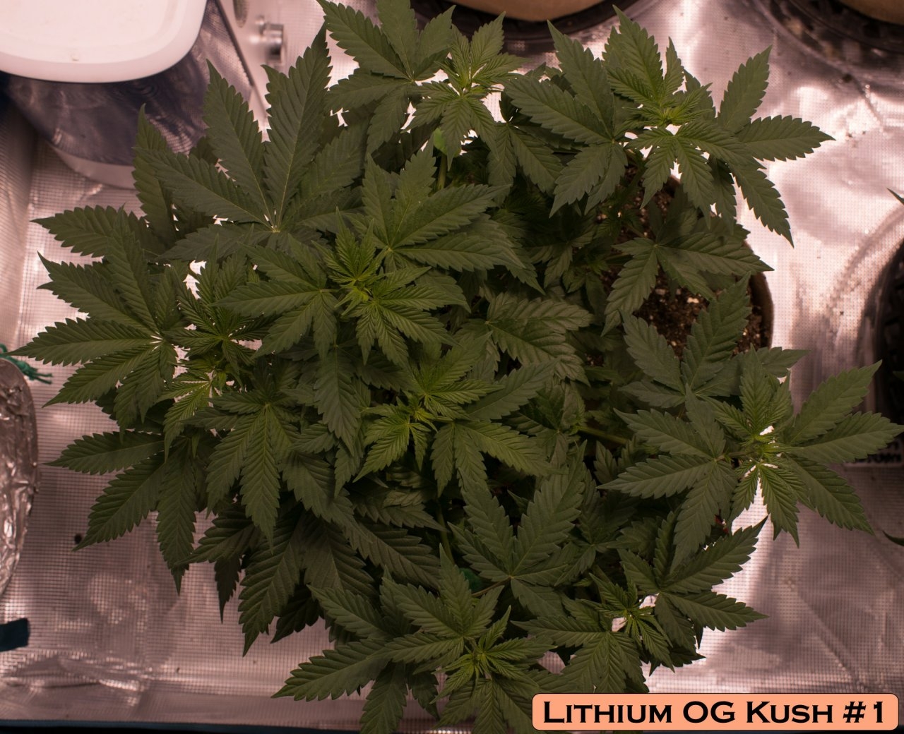 Lithium OG Kush #1