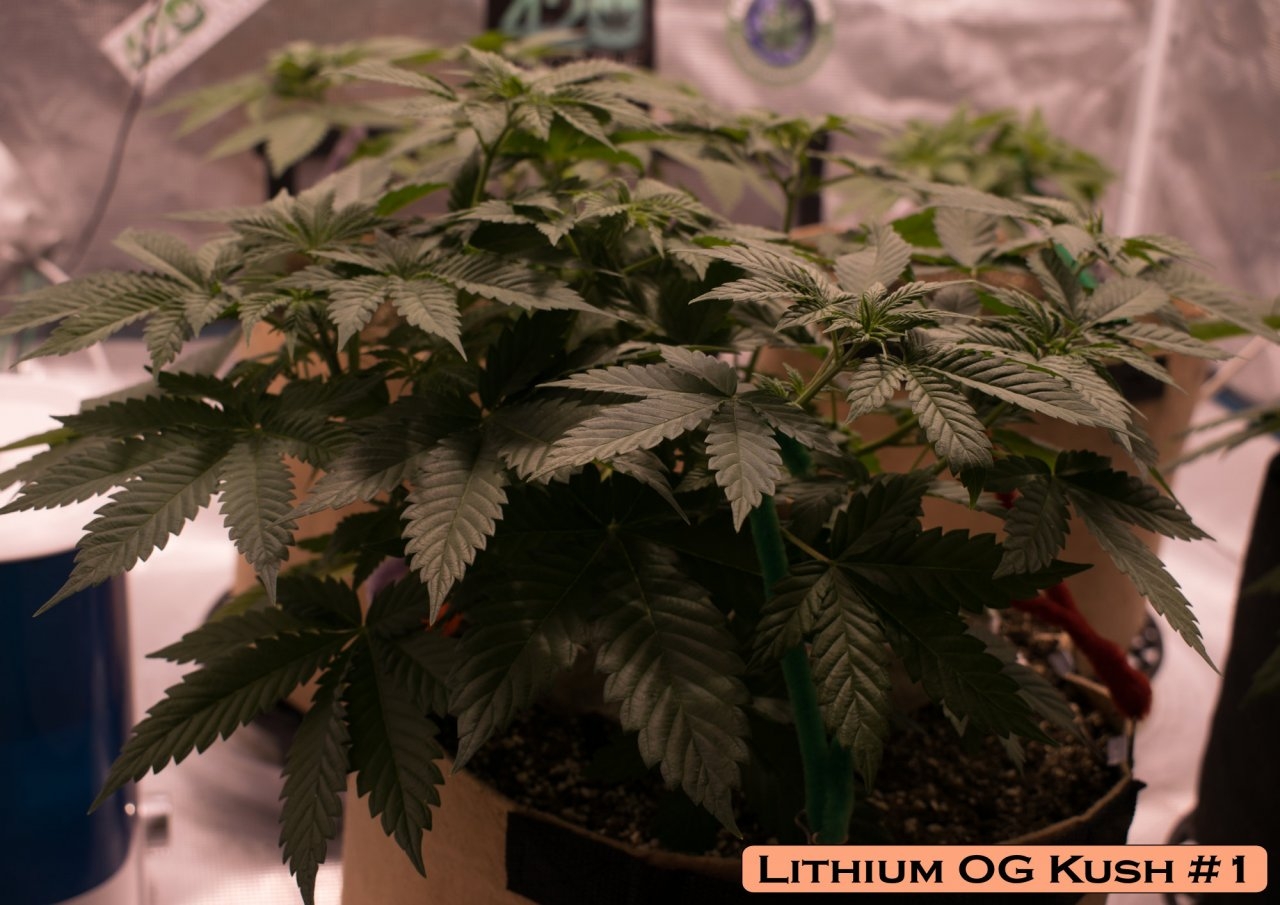 Lithium OG Kush #1