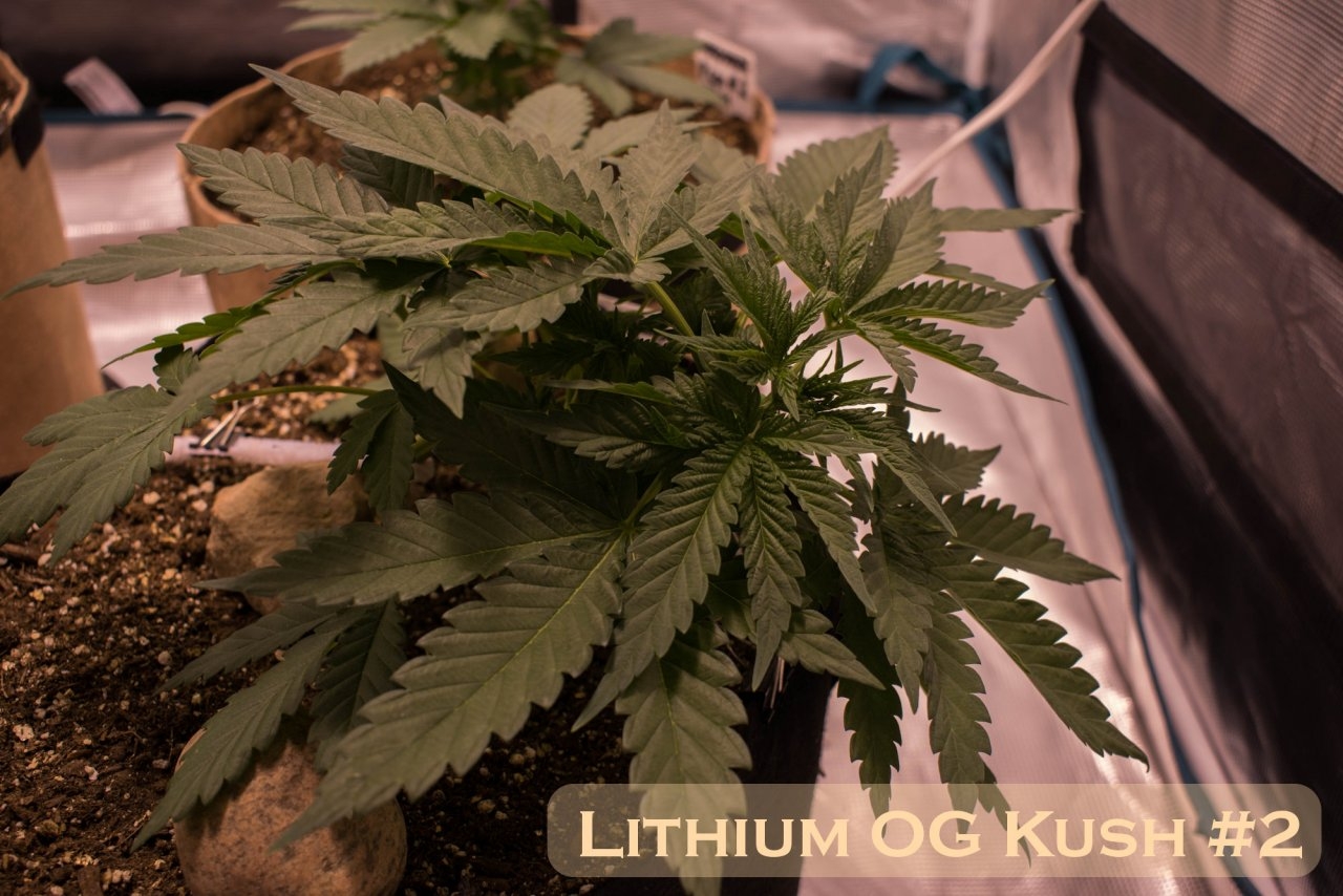 Lithium OG Kush #2